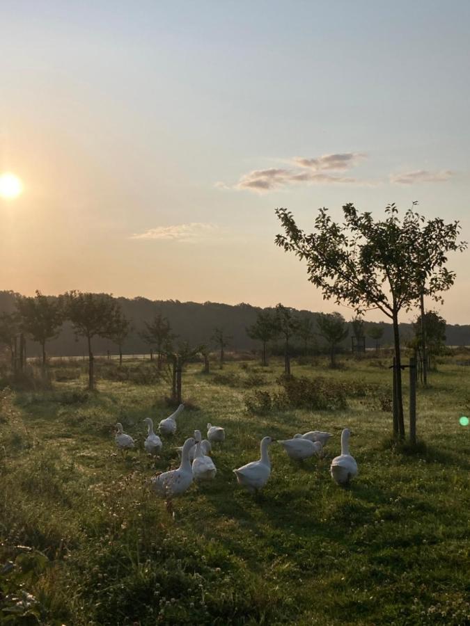 Ferienwohnung Am Gruenen Band, Gretchen Wittingen Buitenkant foto